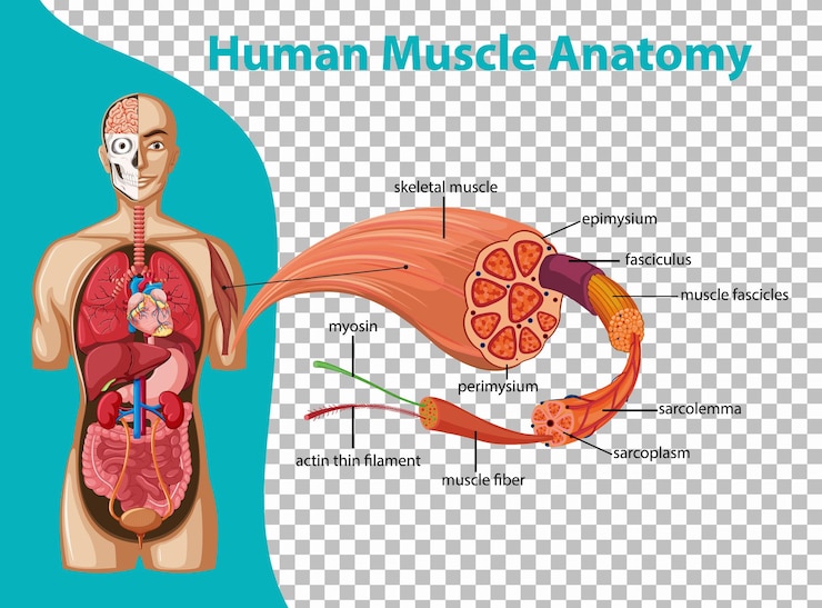 無料Vector 体の解剖学と人間の筋肉の解剖学