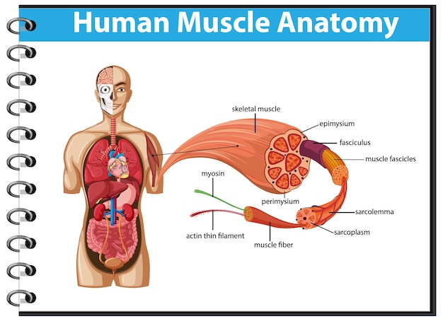 Бесплатное векторное изображение Анатомия мышц человека с анатомией тела