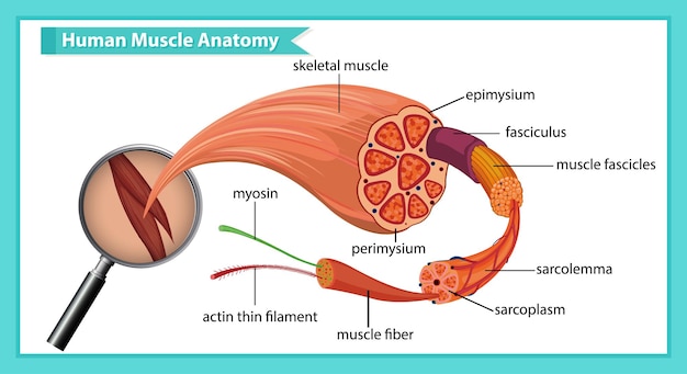 Free vector human muscle anatomy with body anatomy