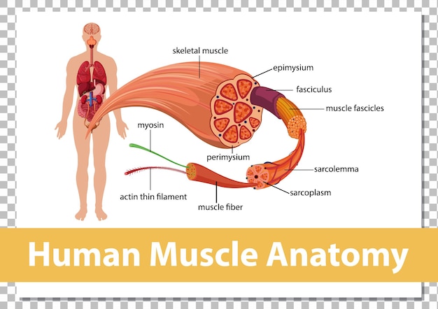 Vettore gratuito anatomia muscolare umana con anatomia del corpo