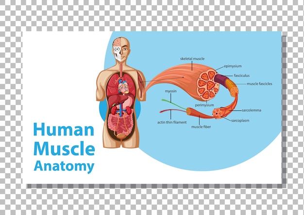人体​の​解剖学​と​人間​の​筋肉​の​解剖学