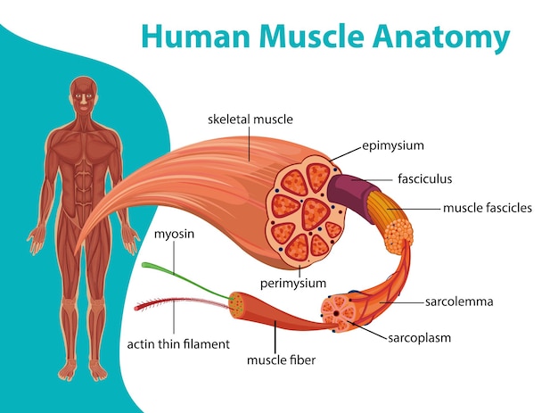 Vettore gratuito anatomia muscolare umana con anatomia del corpo