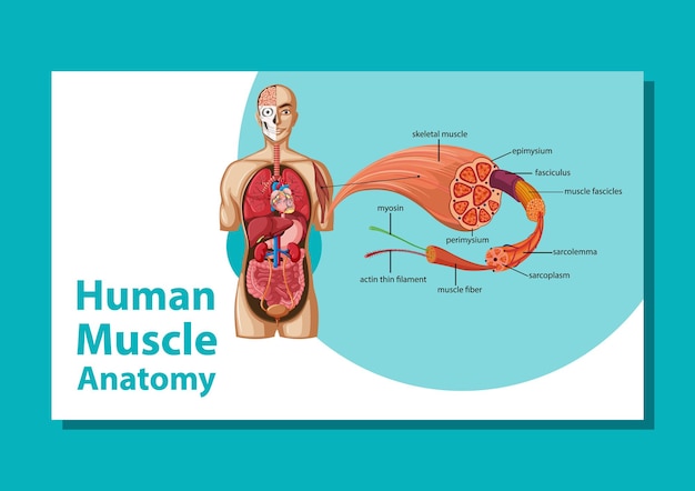 Free vector human muscle anatomy with body anatomy