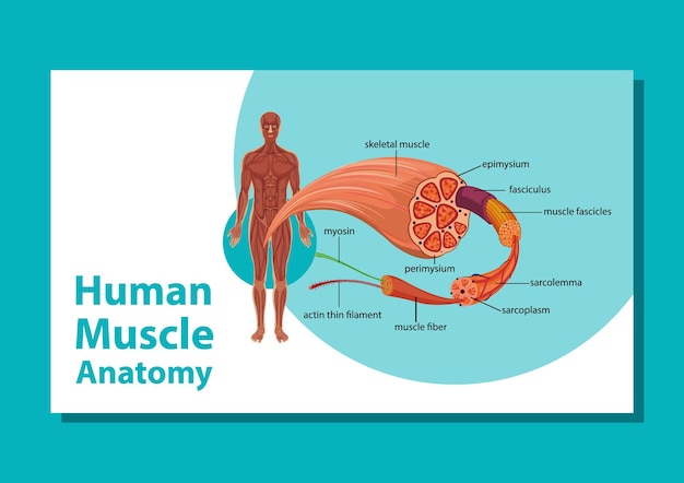 Бесплатное векторное изображение Анатомия мышц человека с анатомией тела