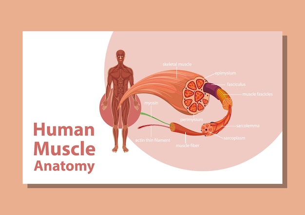 Vettore gratuito anatomia muscolare umana con anatomia del corpo