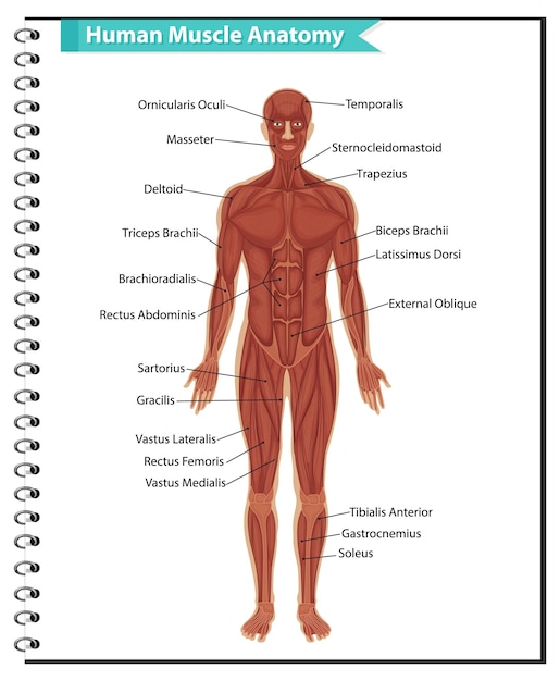 Free vector human muscle anatomy with body anatomy