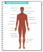 Free vector human muscle anatomy with body anatomy