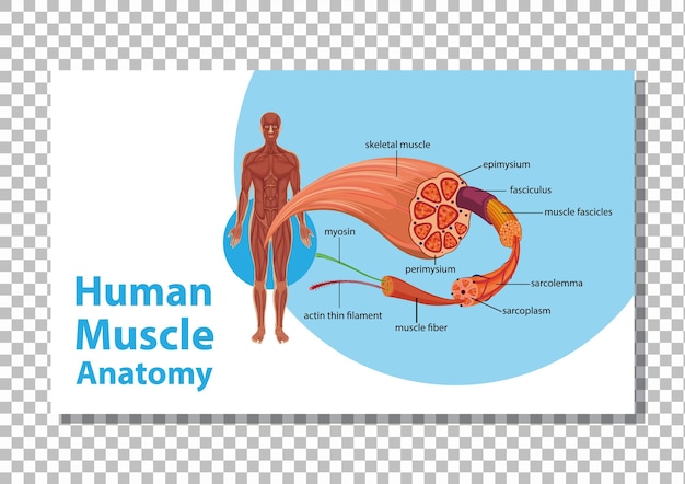 Human muscle anatomy with body anatomy