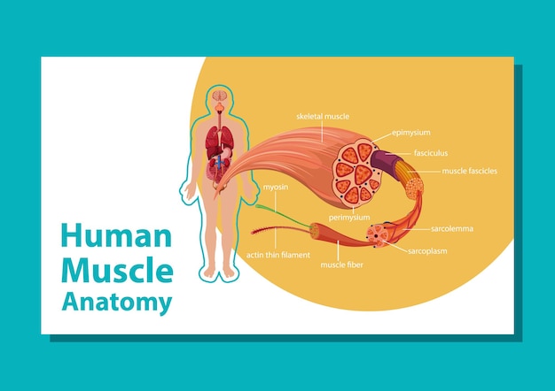 Vettore gratuito anatomia muscolare umana con anatomia del corpo