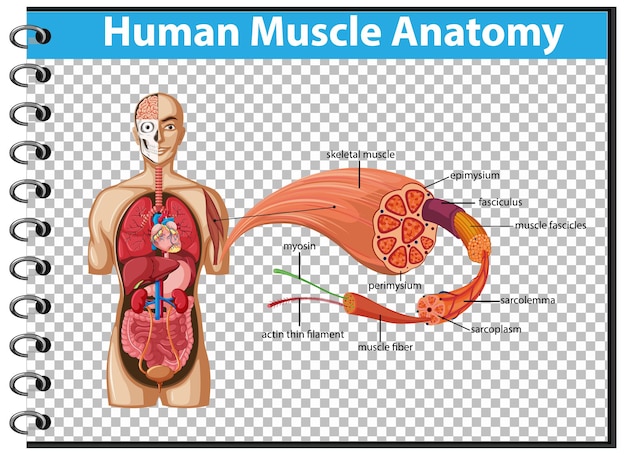 Free vector human muscle anatomy with body anatomy