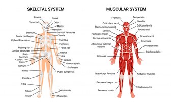 Vettore gratuito sistemi scheletrici muscolari umani, poster informativo