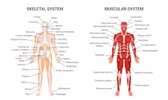 Free vector human muscular skeletal systems, informative poster