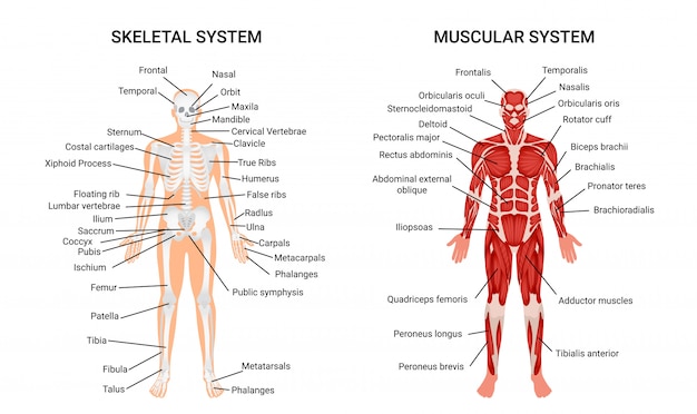 Human Muscular Skeletal Systems, informative Poster