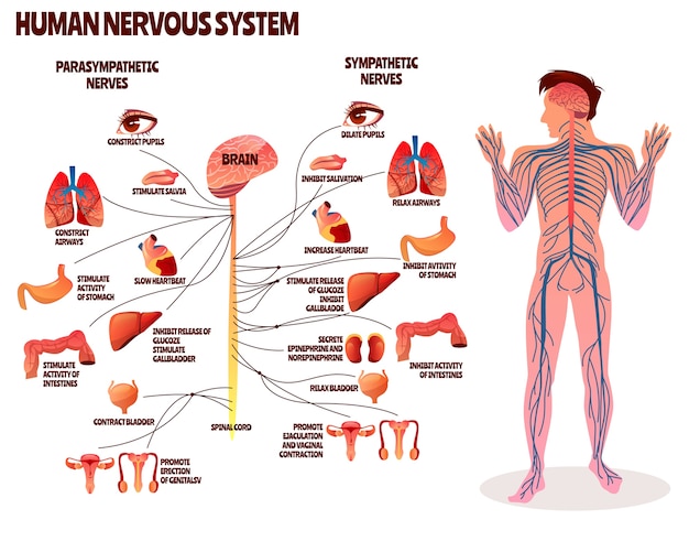 Иллюстрация человеческой нервной системы. Мультяшный дизайн тела человека с парасимпатическим мозгом