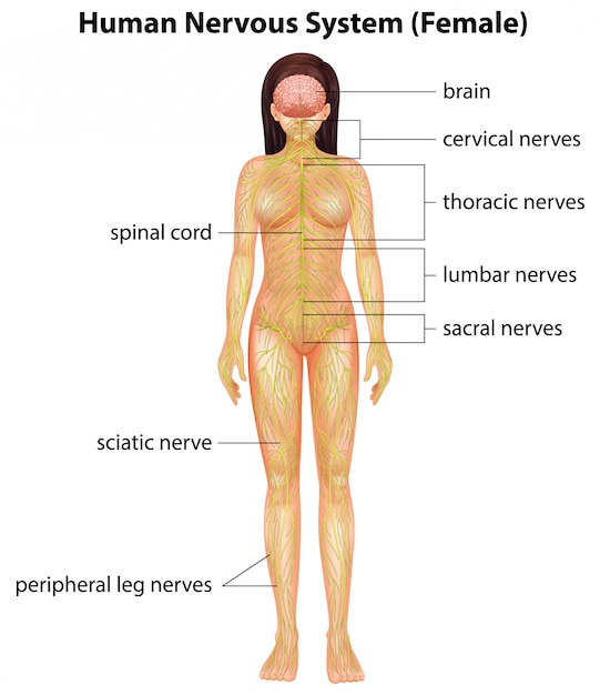 Human nervous system