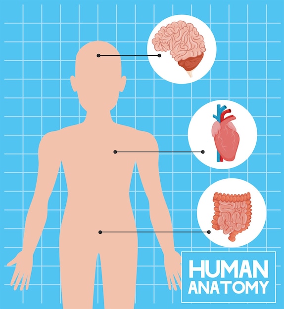 Free vector human organs and body