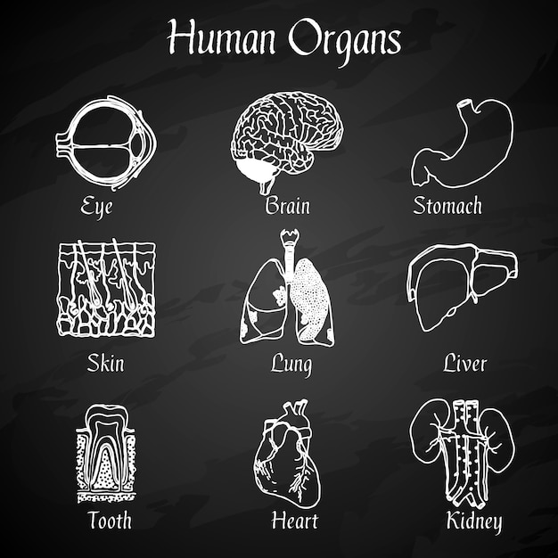 Free vector human organs chalkboard icons