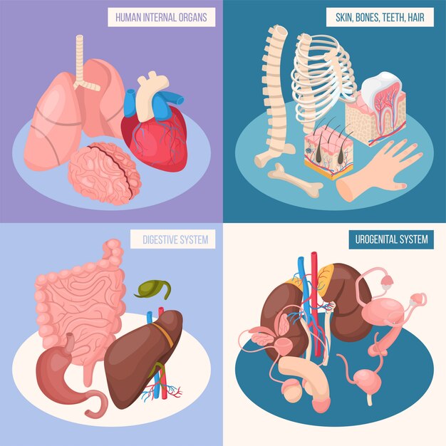 Human organs concept set of digestive and urogenital systems skin bones teeth hair isometric