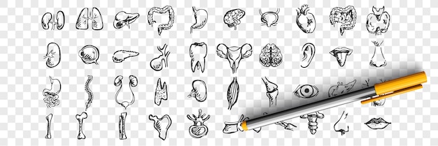 Human organs doodle set. collection of hand drawn sketches templates patterns of male female liver heart lungs kidney lips tongue nose eyes on transparent background. anatomical body part illustration