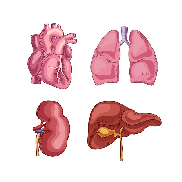 人間の器官。心臓の肝臓の腎臓の肺。