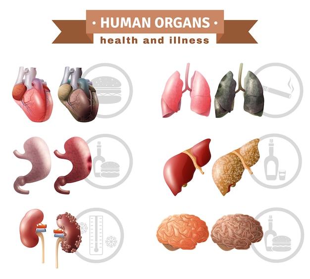 Free vector human organs heath risks medical poster