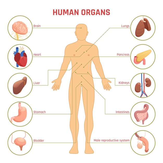 Human Organs Infographics