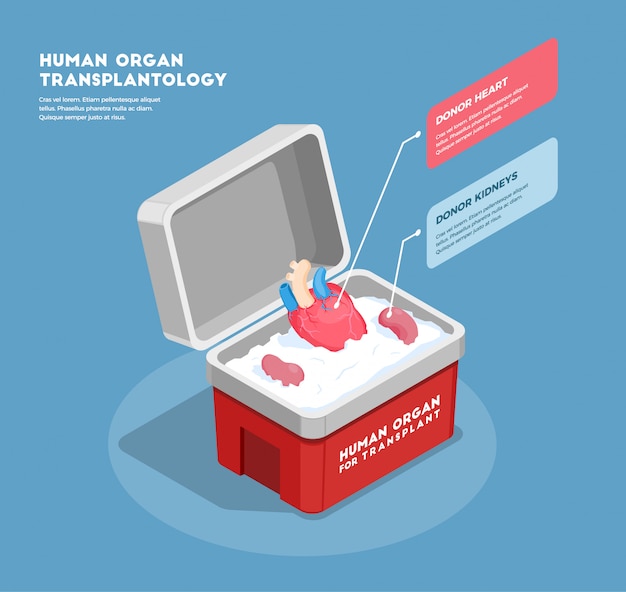 Бесплатное векторное изображение Изометрическая композиция органов человека с донорским сердцем и почками в медицинском контейнере 3d