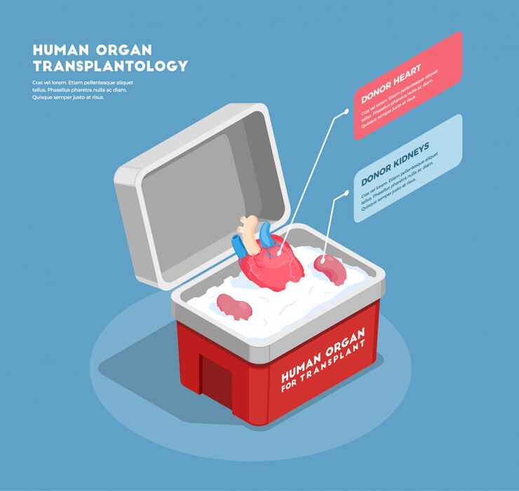 Free Vector human organs isometric composition with donor heart and kidneys in medical container 3d