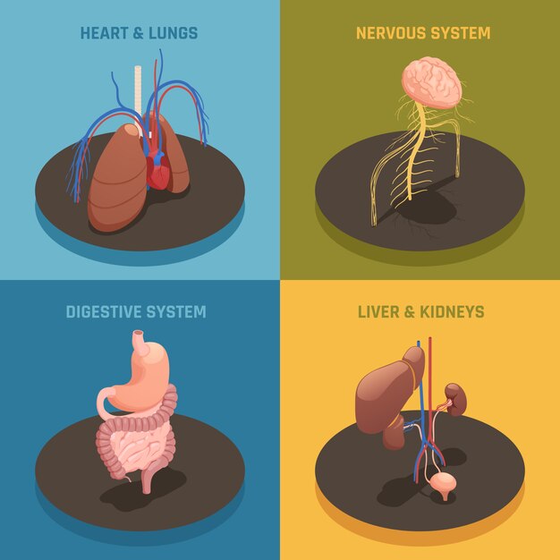 Human organs isometric composition