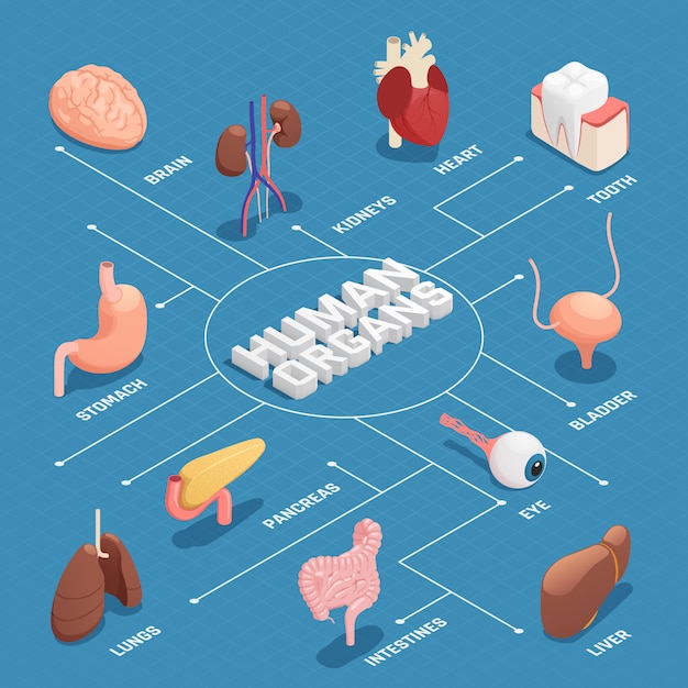 Human organs isometric flowchart