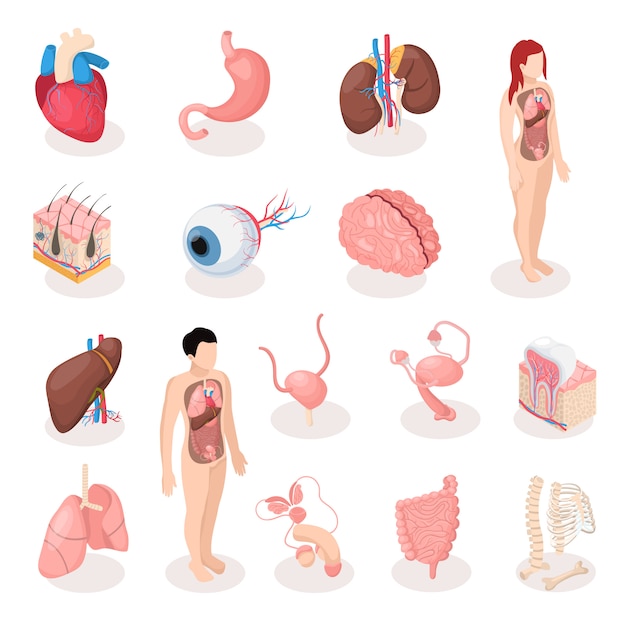 남성과 여성의 생식 시스템 골격 폐 뇌 간 자궁의 인간 장기 아이소 메트릭 아이콘 세트