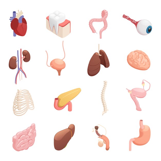 Human organs isometric icons