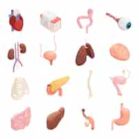Free vector human organs isometric icons