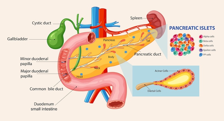 Free Vector human pancreas and duct system illustration