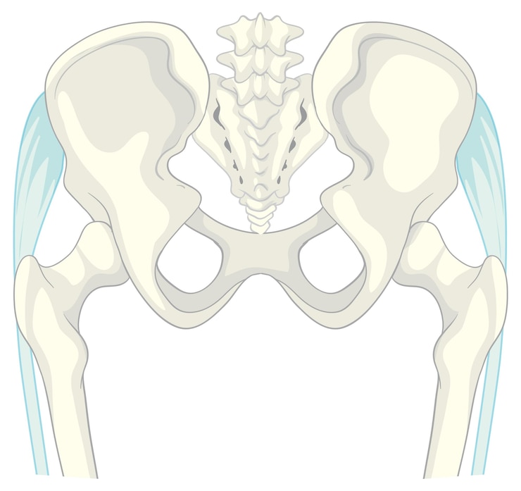 Free Vector human pelvic bone anatomy illustration