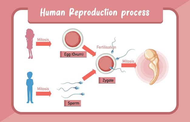 無料ベクター 人間の生殖プロセスのインフォグラフィック
