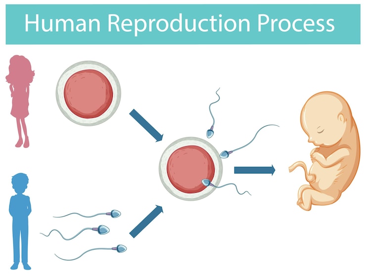 Free Vector human reproduction process infographic