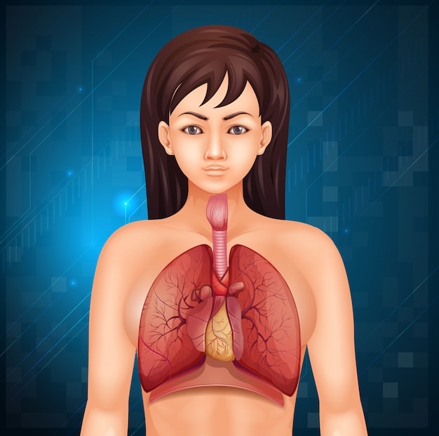 Free vector human respiratory system