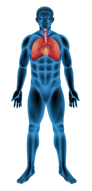 Free vector human respiratory system