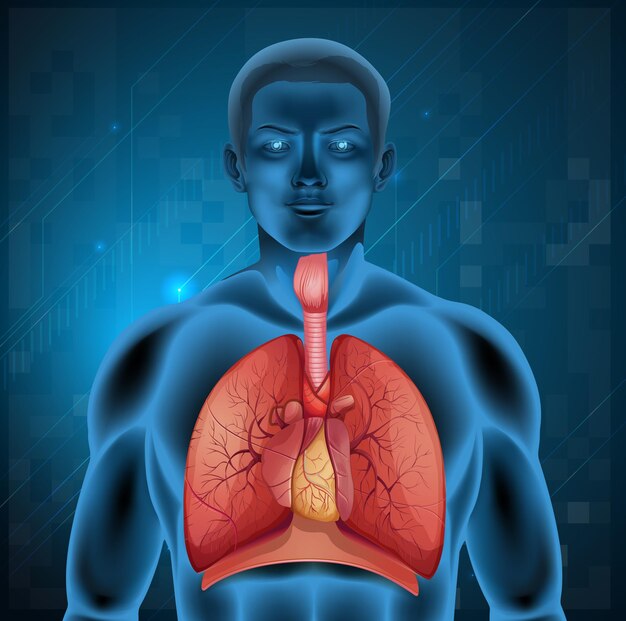 Human respiratory system
