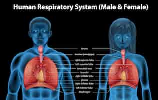 Бесплатное векторное изображение Дыхательная система человека