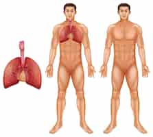 Free vector human respiratory system