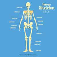 Free vector human skeleton back