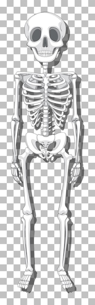 Free Vector human skeleton on grid background