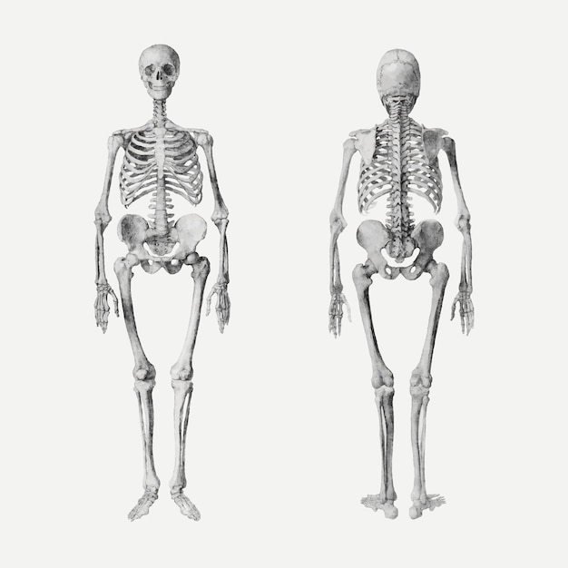 Free Vector human skeletons vector drawing, remixed from artworks by george stubbs