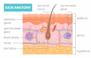 Free vector human skin anatomy infographics poster with cross section hair follicle and vessels flat vector illustration