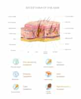 Free vector human skin anatomy realistic infographics with structure of layers and types of receptors vector illustration