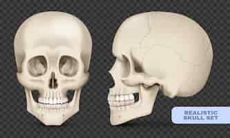 Vettore gratuito scena frontale e laterale del cranio umano realistico impostato su sfondo trasparente illustrazione vettoriale isolata