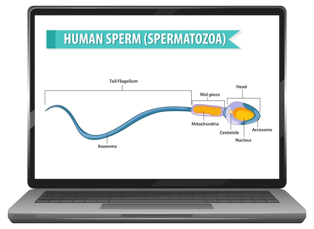 Free vector human sperm on laptop desktop