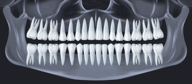 Concetto di anatomia dentale dei denti umani con immagine vettoriale realistica del colpo a raggi x della mandibola